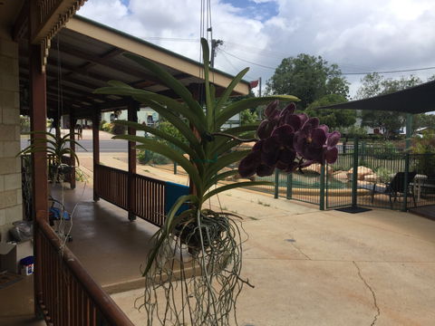 Curtain Fig Motel Yungaburra - Accommodation in Bendigo 2