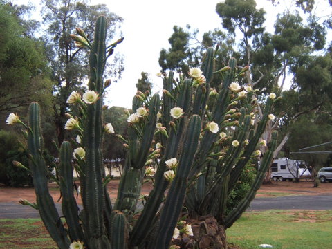 Getaway Tourist Park - Accommodation in Bendigo 7