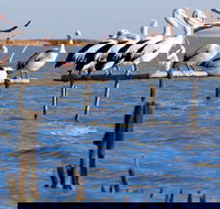 Pelican Perch Retreat - Accommodation in Bendigo