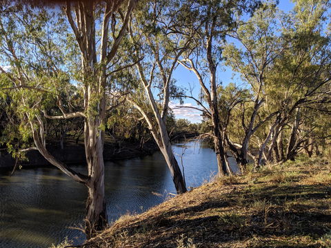 Four Mile Camping Reserve - Accommodation in Bendigo 2