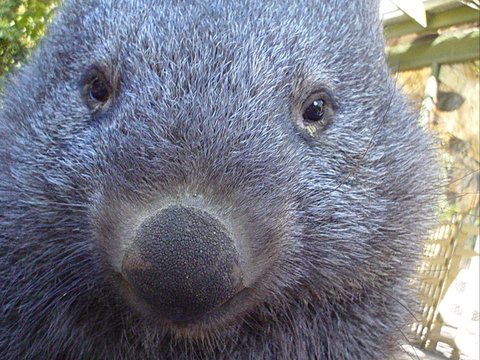 Kingbilli - Accommodation in Bendigo 5