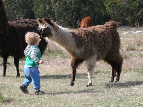 Kingbilli - Accommodation in Bendigo 6