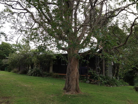 Wonga - Accommodation in Bendigo 0