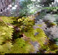 Fernhook Falls Camp at Mount Frankland South National Park - Accommodation in Bendigo