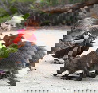 The Patriarch Wildlife Sanctuary Camping Ground - Accommodation in Bendigo