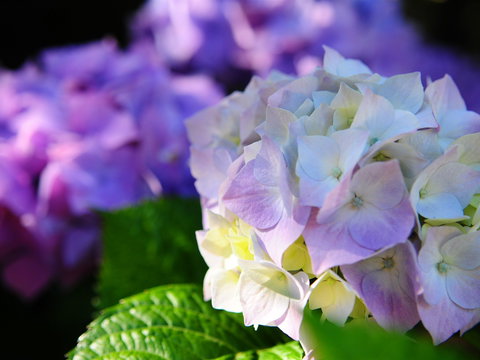 Crays Accommodation - The Esplanade - Accommodation in Bendigo 1