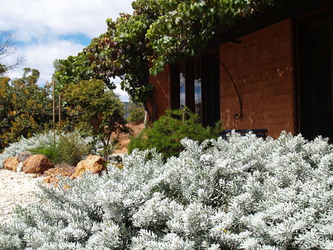 Kangaroos In The Top Paddock - Accommodation in Bendigo 0