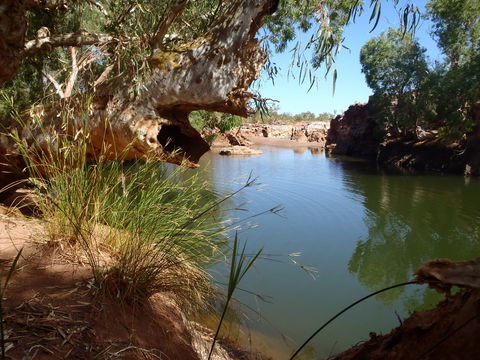 Peedamulla Campground And Cultural Tours - Accommodation in Bendigo 1