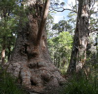 Valley of the Giants Cottage - Accommodation in Bendigo