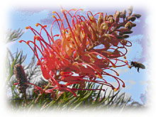Mimosa Hill Wildflower Farm Cottages - Accommodation in Bendigo 1