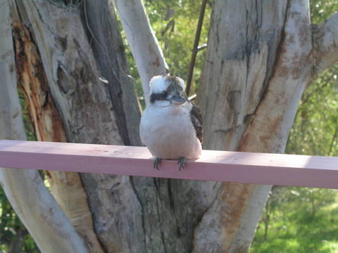 Kookaburra Dreaming - Accommodation in Bendigo 0