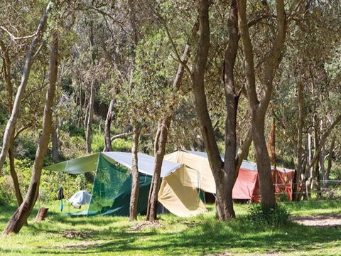 Pebbly Beach Campground - Yuraygir National Park - Accommodation in Bendigo 1