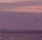 Pelican Sands Bed and Breakfast - Accommodation in Bendigo