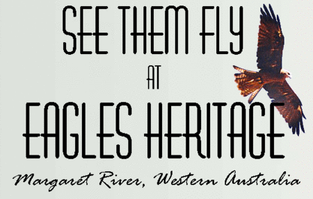 Eagles Heritage Raptor Wildlife Centre - Accommodation in Bendigo