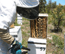 The House of Honey - Accommodation in Bendigo