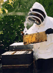 The House Of Honey - Accommodation in Bendigo 3