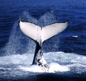 Brisbane Whale Watching - Accommodation in Bendigo