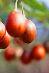 Duranbah NSW Accommodation in Bendigo