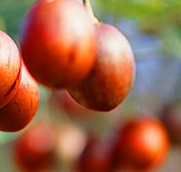 Tropical Fruit World - Accommodation in Bendigo