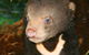 Perth Zoo - thumb 0