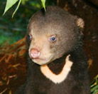 Perth Zoo - Accommodation in Bendigo