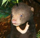 Perth Zoo - Accommodation in Bendigo 0