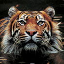 Perth Zoo - Accommodation in Bendigo 2