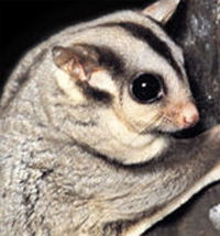 Perth Zoo - Accommodation in Bendigo 3