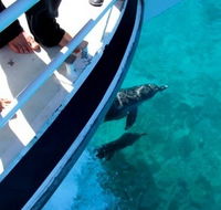 Pelican Charters - Accommodation in Bendigo