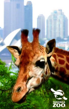 Taronga Zoo - Accommodation in Bendigo 3