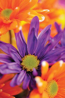 Warringal Shopping Centre - Accommodation in Bendigo 3