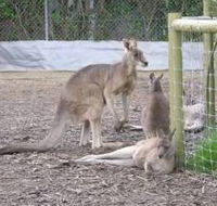 Jirrahlinga Koala  Wildlife Sanctuary - Accommodation in Bendigo