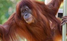 Melbourne Zoo - Accommodation in Bendigo 1