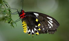 Melbourne Zoo - Accommodation in Bendigo 2