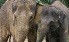 Melbourne Zoo - Accommodation in Bendigo 3