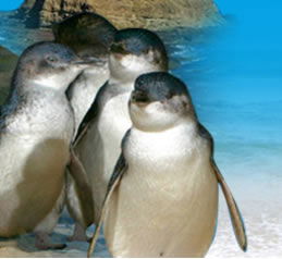 Phillip Island Penguin Parade - Accommodation in Bendigo 0