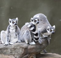 Adelaide Zoo - Accommodation in Bendigo