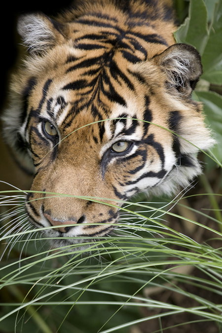 Adelaide Zoo - Accommodation in Bendigo 1