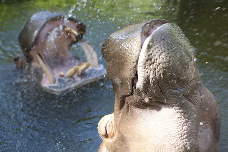 Adelaide Zoo - Accommodation in Bendigo 2