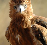 Alice Springs Desert Park - Accommodation in Bendigo