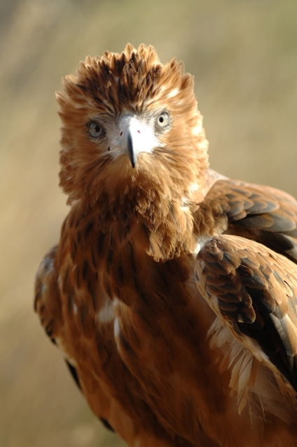 Alice Springs Desert Park - Accommodation in Bendigo 0