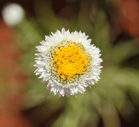 Alice Springs Desert Park - Accommodation in Bendigo 1