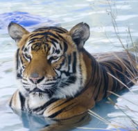 Zoo Doo Wildlife Park - Accommodation in Bendigo