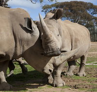 Monarto Zoo - Accommodation in Bendigo