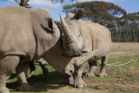 Monarto Zoo - Accommodation in Bendigo 0