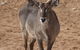 Monarto Zoo - thumb 1