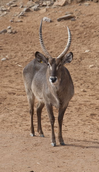 Monarto Zoo - Accommodation in Bendigo 1