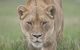 Monarto Zoo - thumb 2