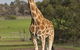 Monarto Zoo - thumb 3