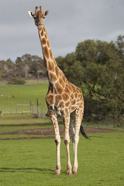 Monarto Zoo - Accommodation in Bendigo 3